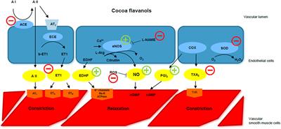 Cocoa, Blood Pressure, and Vascular Function